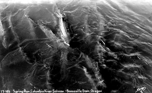 17-103 Spring Run, Columbia River Salmon Bonneville Dam