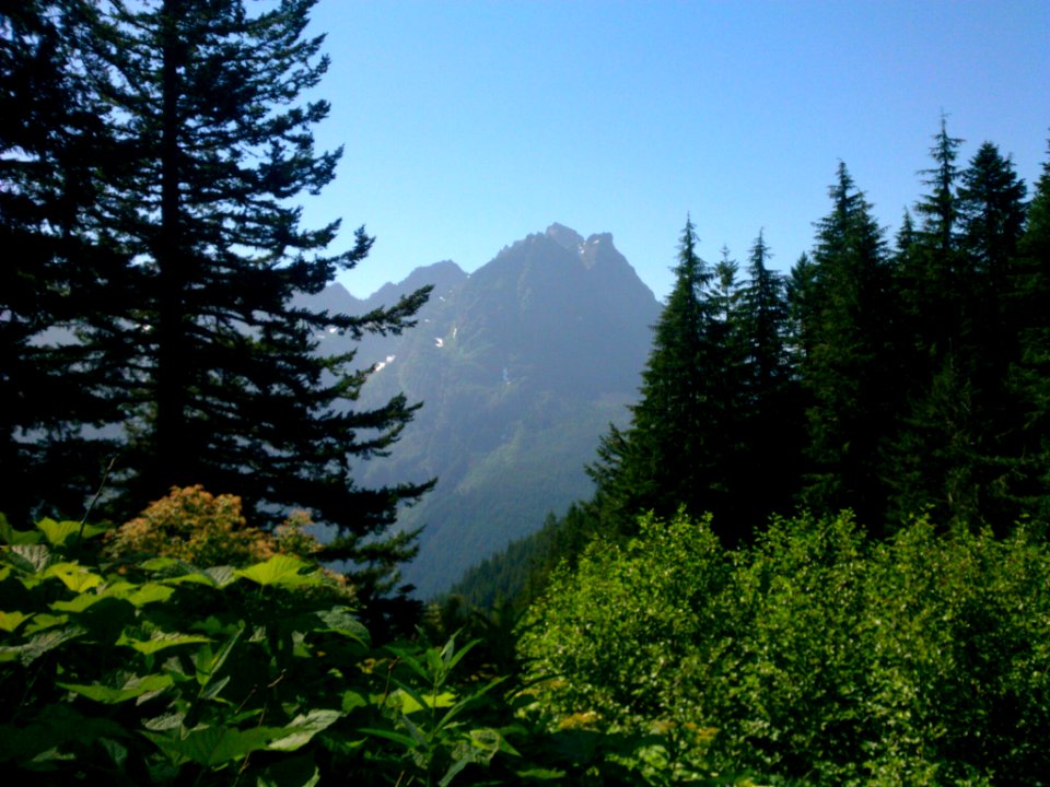 Mountain and Forest Scene, Olympic National Forest