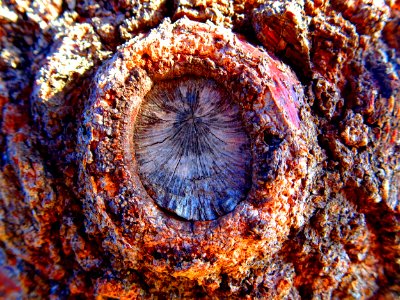 Wooden eye photo