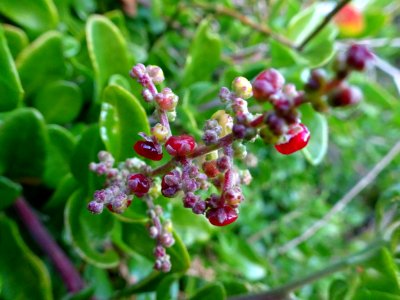 Winter berries photo