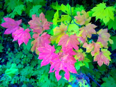 Vine Maple in Autumn, Willamette National Forest photo