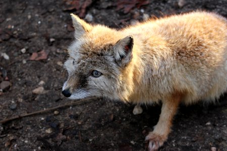 Fox