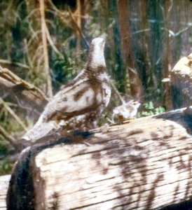 3938A Ruffed Grouse, Colville NF photo