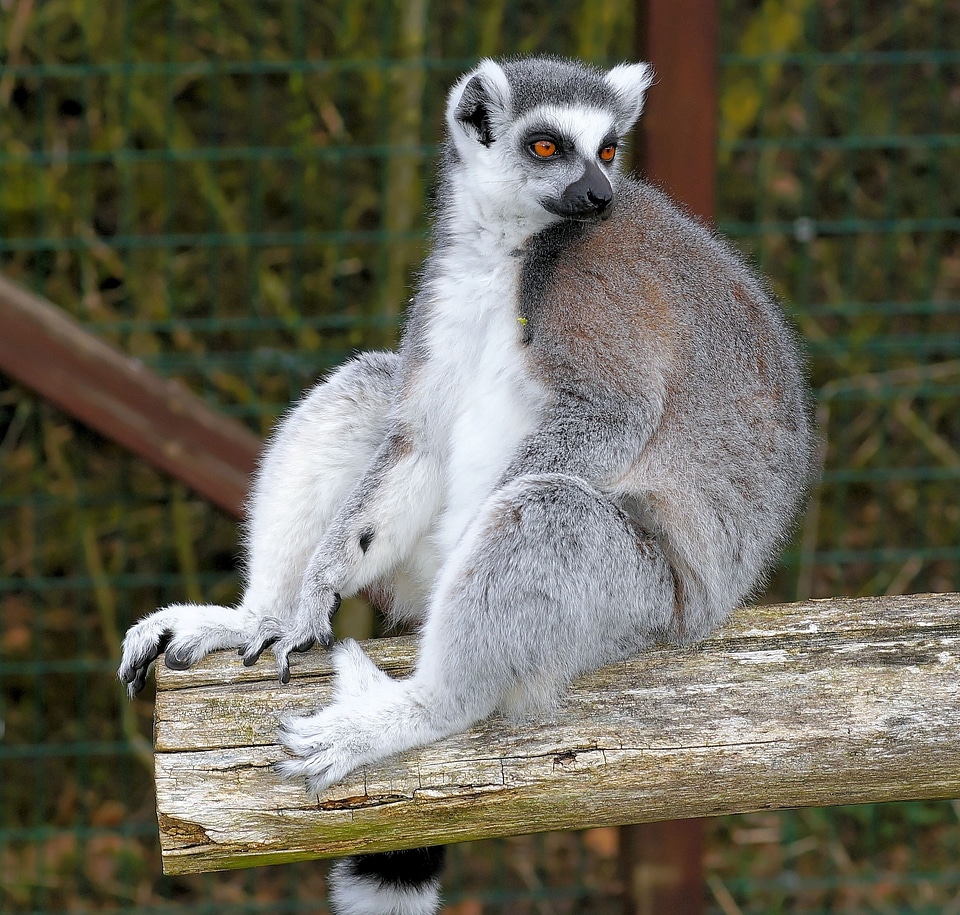 Animal madagascar zoo