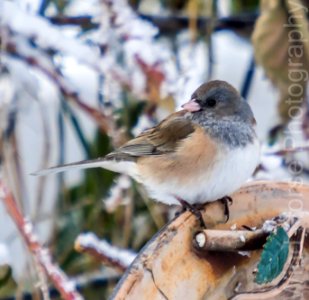 122515 Bird Feeder WH-25