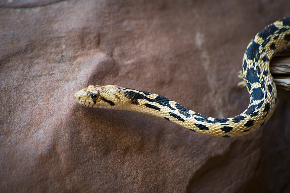 Head predator nature photo