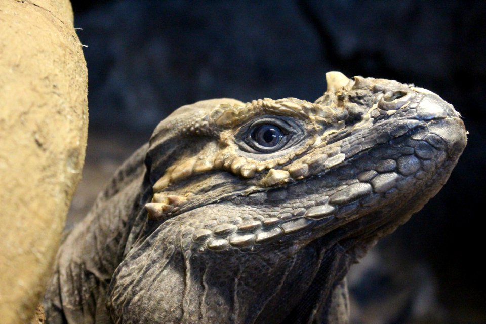 Iguana