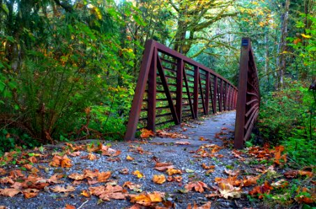 Bridge along Quinault Loop Trail, Olympic National Forest photo