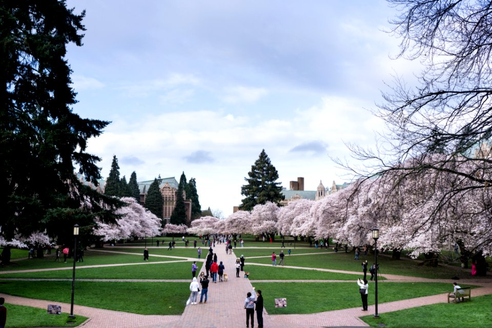 University of Washington Cherry Blossoms