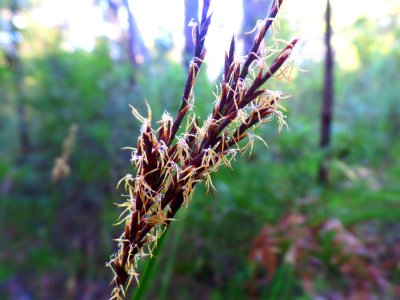 Wiggly grass seeds photo