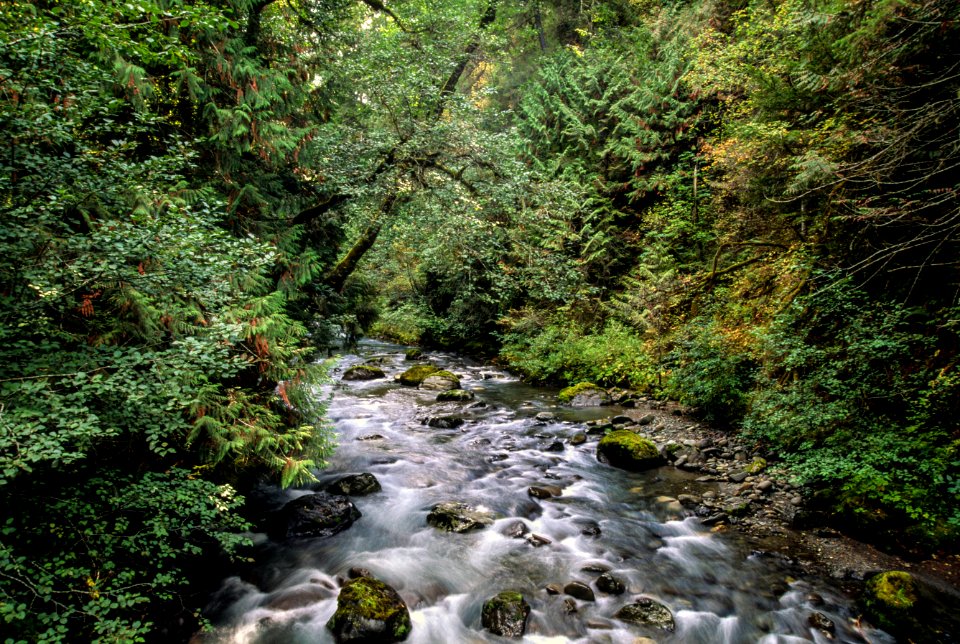 Dungeness River, Olympic National Forest.jpg