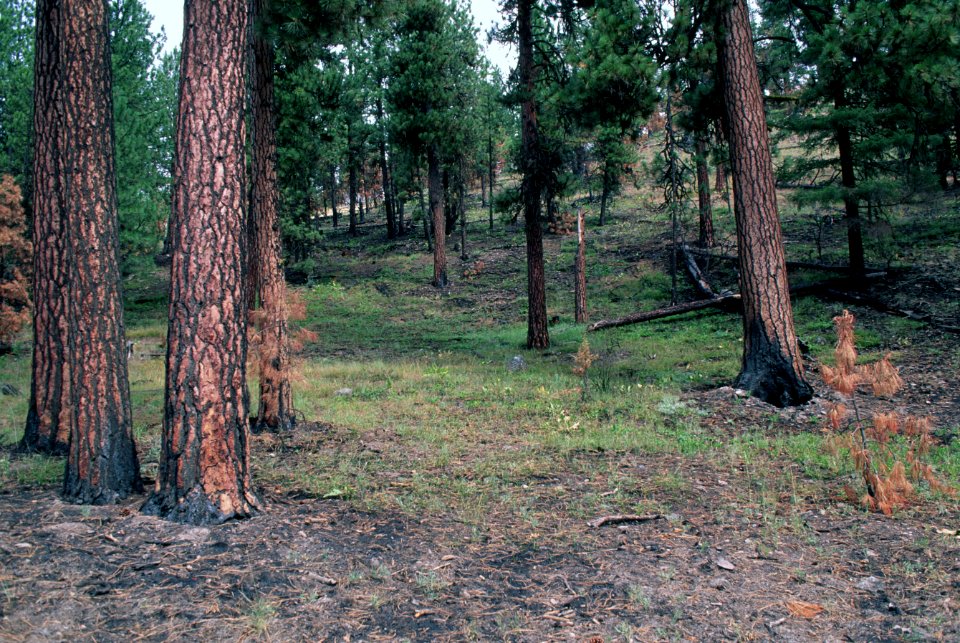 522  prescribed fire effects, Ochoco National Forest