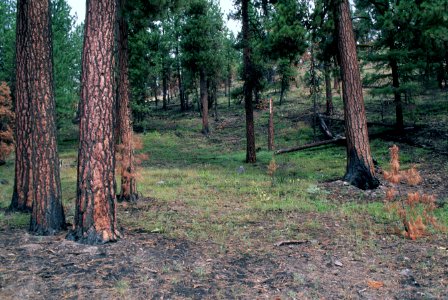 522 prescribed fire effects, Ochoco National Forest photo