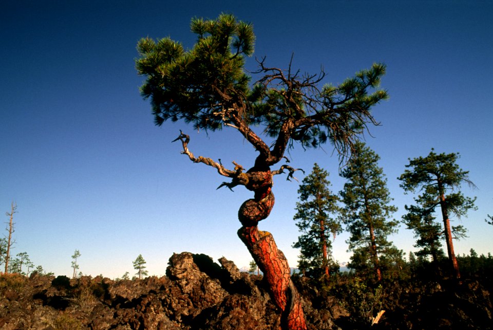 Deschutes National Forest, old growth ponderosa pine growing in lava.jpg