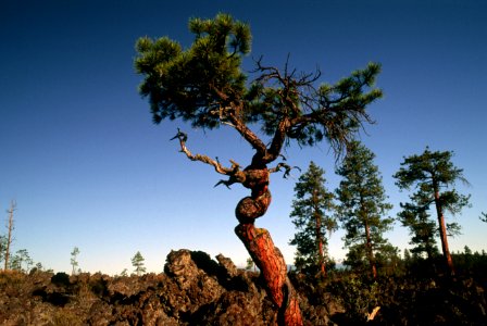 Deschutes National Forest, old growth ponderosa pine growing in lava.jpg