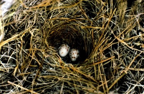 234230 Western Vesper Sparrow Nest & Eggs, Fremont NF