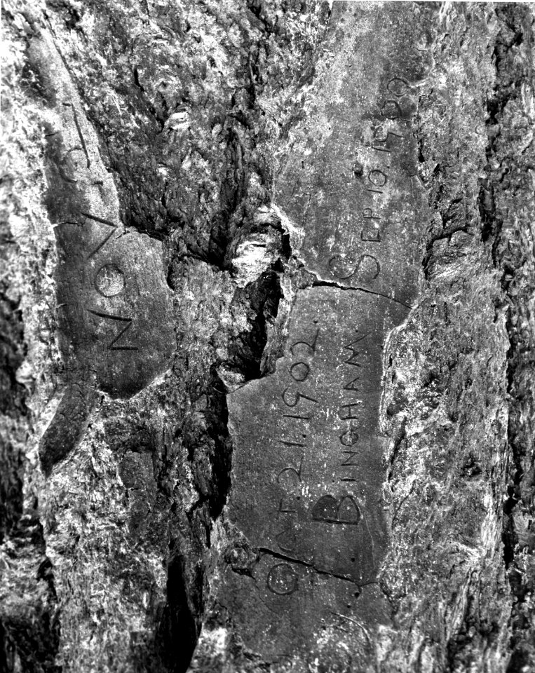 Umpqua NF - Cy Bingham Tree, Steamboat Cr, OR 1985 photo