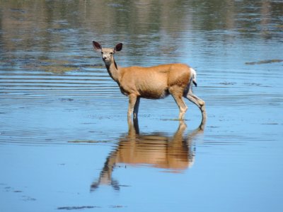 Mule Deer in Pond, Ochoco NF photo
