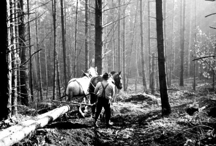 250 Horse logging
