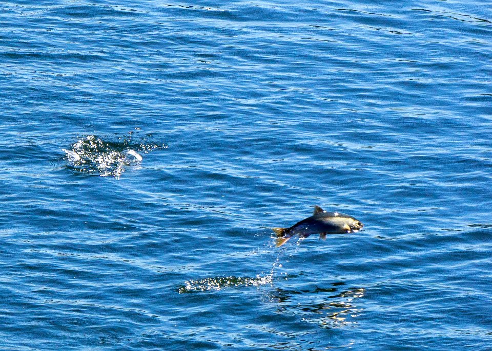 Salmon at Ballard Locks