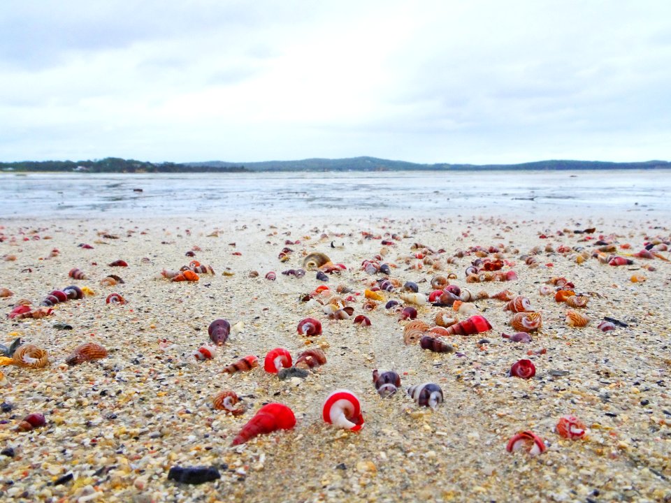 Rainy day seashells