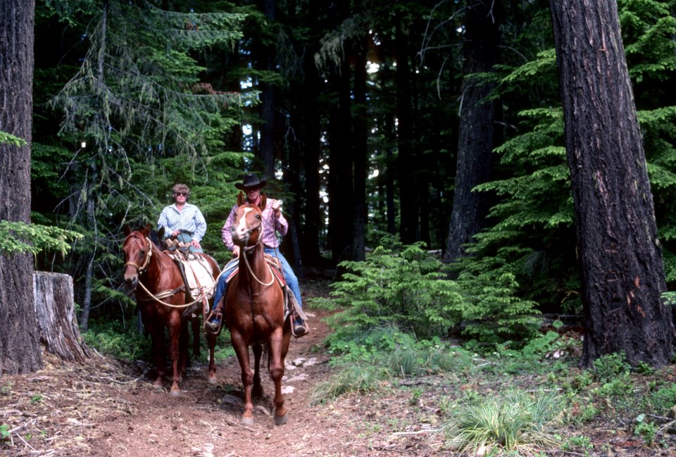 Horseriding Pacific Crest National Scenic Trail, Mt Hood National Forest