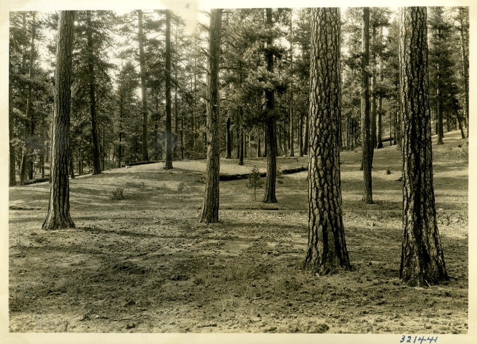 1936 Ochoco March Pine Stands 001