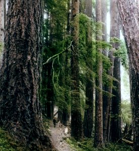 Forest with Trail & Horse - Asahel Curtis