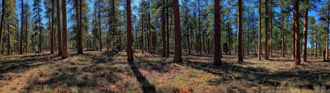 Forest Restoration, Deschutes National Forest