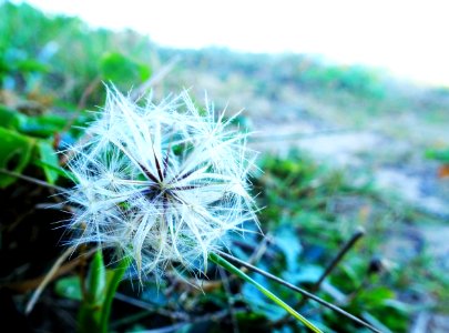 Life in the dunes photo