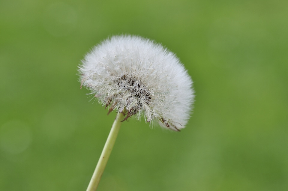 Plant nature close up
