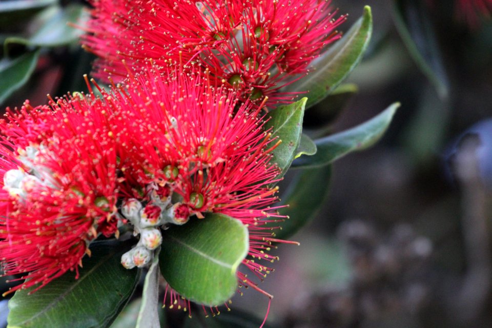 pohutakawa , New Zealand Christmas Tree