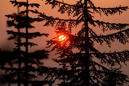 smoke-large-trees
