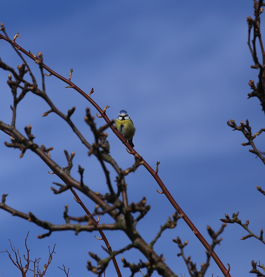 Parus caeruleus plumage tree