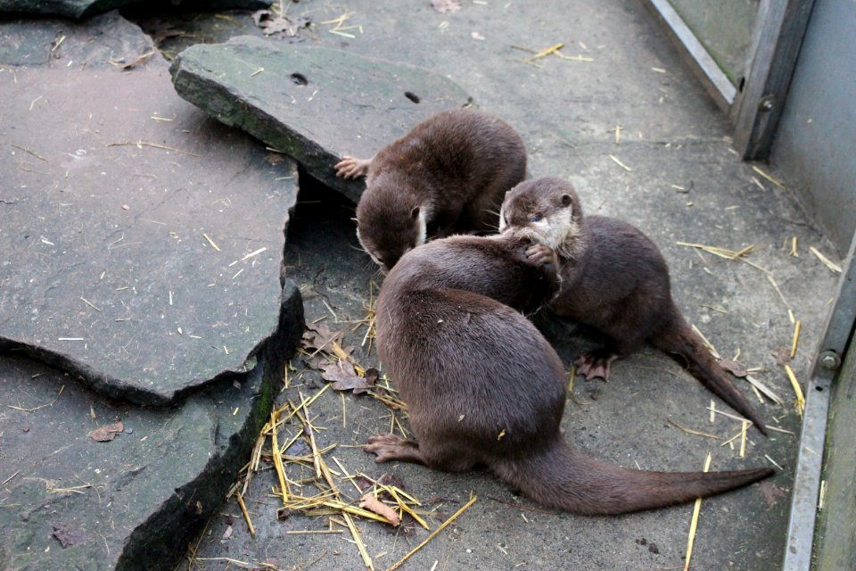 Oriental small-clawed otter