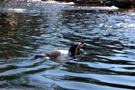 Pinguin