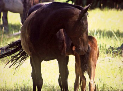 Mother Horse and Yearling-Ochoco photo