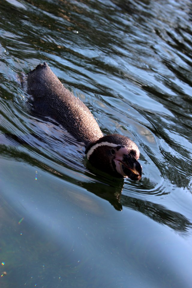 Pinguin