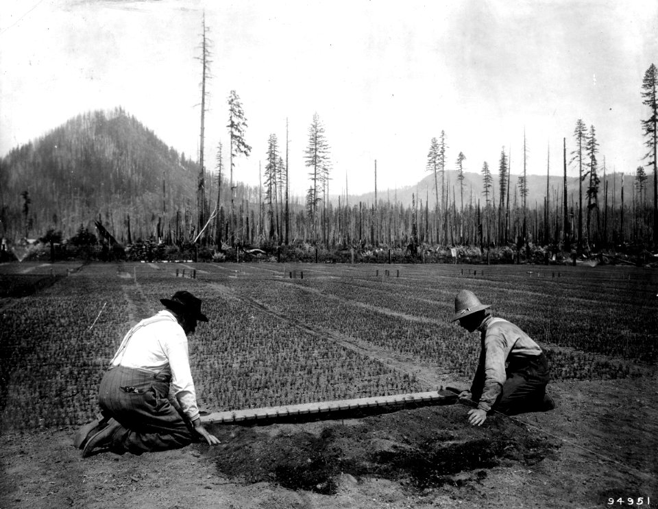 94951 Transplanting Seedlings, Columbia NF, WA c1905