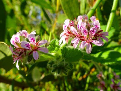 Pink sunshine photo