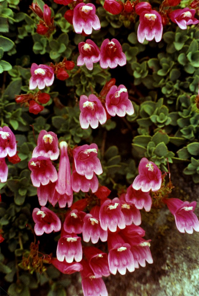 Umpqua NF - Penstemon at Fairview Mtn, OR 1979b