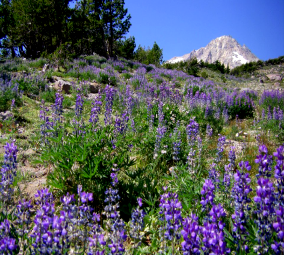 Field of Lupine at Gnarl Ridge-Mt Hood