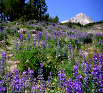 Field of Lupine at Gnarl Ridge-Mt Hood photo