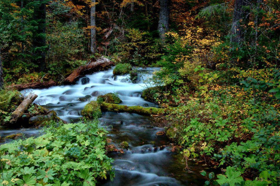 Rapids above Sahalie Falls, Willamette National Forest