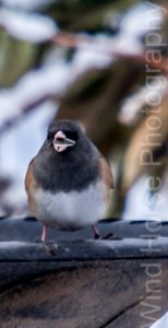 122515 Bird Feeder WH-8