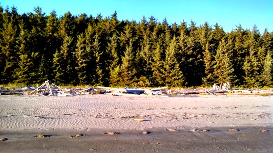 Driftwood arrangements mark some of the beach campsites near Sand Point on the Pacific Ocean in Olympic National Park
