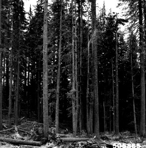 505865 Mountain Hemlock Stand, Umpqua NF, OR 1963 photo