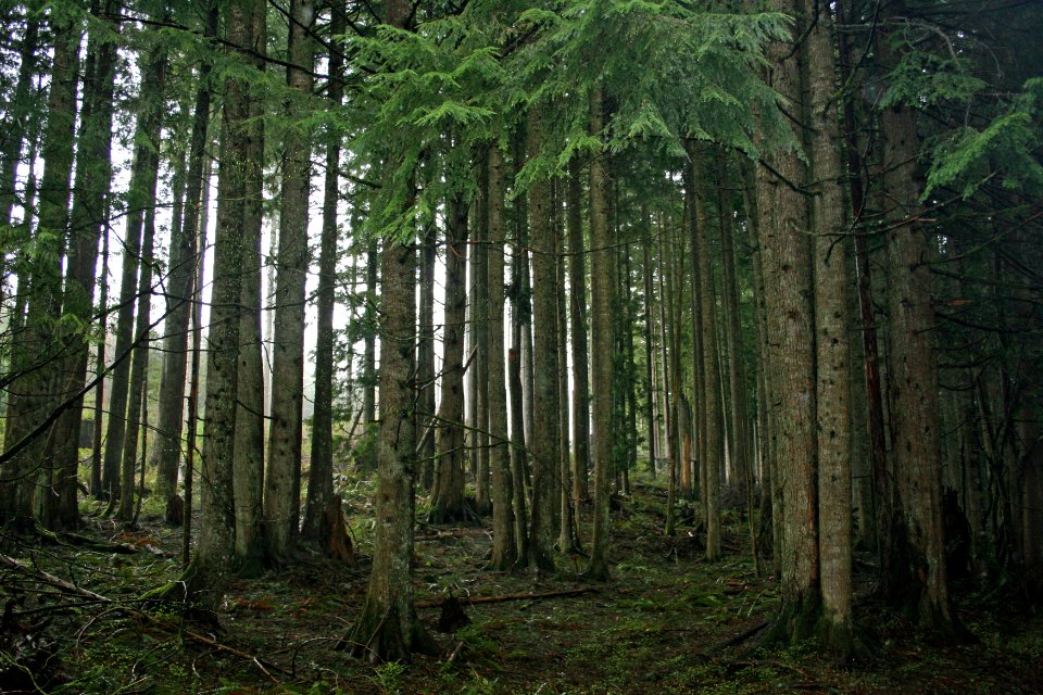 Mt. Hood NF - Tree Stand, OR 1