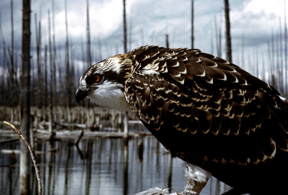 Osprey.jpg