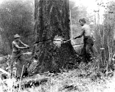 391960 CCC Camp Coquille Felling Snags, Siskiyou NF, OR 1936 photo